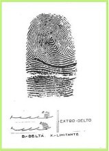 investigaciones y dactiloscopia 